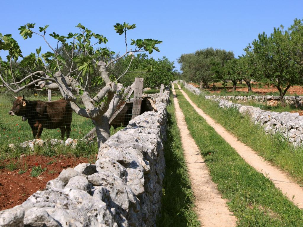 Pietraluce ξενώνας Αλμπερομπέλο Εξωτερικό φωτογραφία